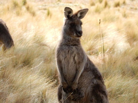 Wild Australian Wildlife 4WD Tour From Sydney - Northern Rivers Accommodation 7