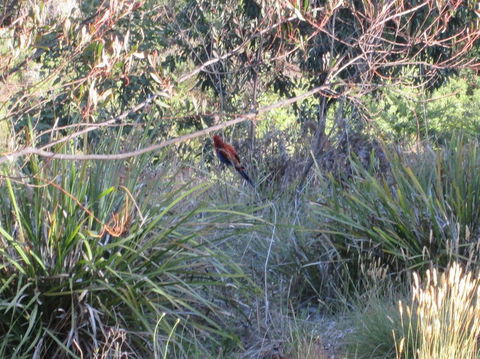 Wild Australian Wildlife 4WD Tour From Sydney - Northern Rivers Accommodation 23