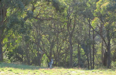 Wild Australian Wildlife 4WD Tour From Sydney - Northern Rivers Accommodation 25
