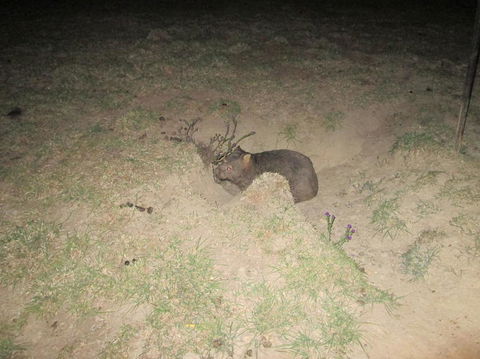 Wild Australian Wildlife 4WD Tour From Sydney - Northern Rivers Accommodation 14