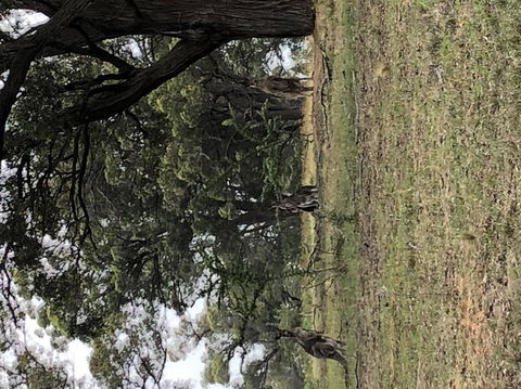Wild Australian Wildlife 4WD Tour From Sydney - Northern Rivers Accommodation 3