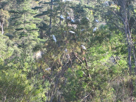 Wild Australian Wildlife 4WD Tour From Sydney - Northern Rivers Accommodation 24