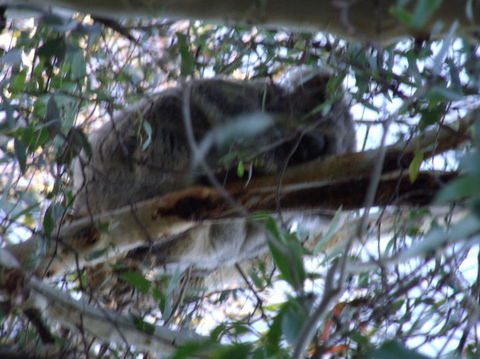 Wild Australian Wildlife 4WD Tour From Sydney - Northern Rivers Accommodation 8