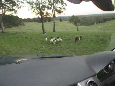 Wild Australian Wildlife 4WD Tour From Sydney - Northern Rivers Accommodation 16