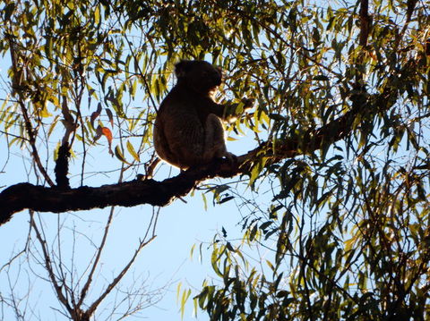Wild Australian Wildlife 4WD Tour From Sydney - Northern Rivers Accommodation 6
