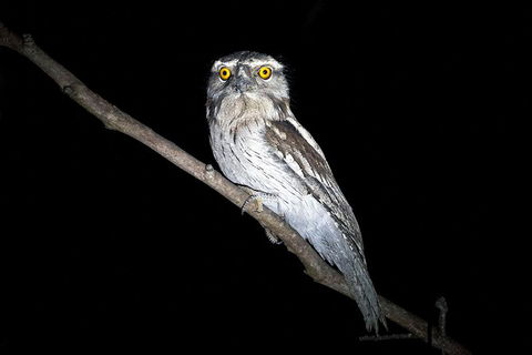 Wild Australian Wildlife 4WD Tour From Sydney - Northern Rivers Accommodation 34