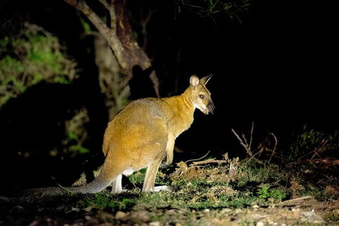Wild Australian Wildlife 4WD Tour From Sydney - Northern Rivers Accommodation 35