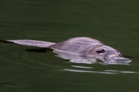 Wild Australian Wildlife 4WD Tour From Sydney - Northern Rivers Accommodation 30