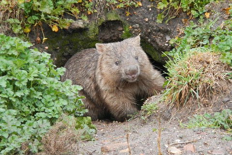 Wild Australian Wildlife 4WD Tour From Sydney - Northern Rivers Accommodation 27
