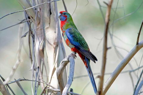 Wild Australian Wildlife 4WD Tour From Sydney - Northern Rivers Accommodation 32