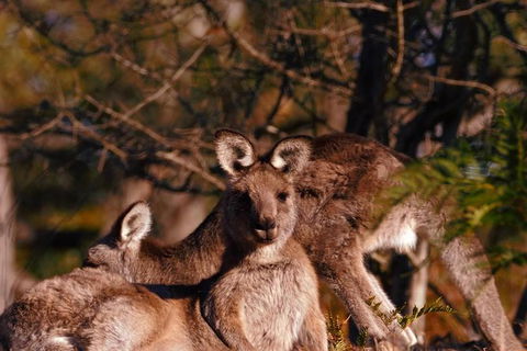Wild Australian Wildlife 4WD Tour From Sydney - Northern Rivers Accommodation 33