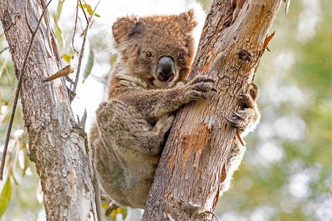 Wild Australian Wildlife 4WD Tour From Sydney - Northern Rivers Accommodation 28