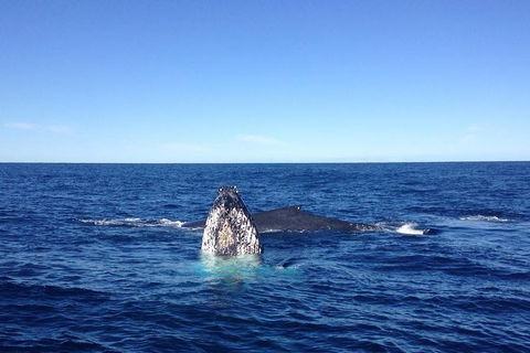 Private Whale Watching Tour Sydney - Luxury Yacht Up To 12 Guests - Northern Rivers Accommodation 1