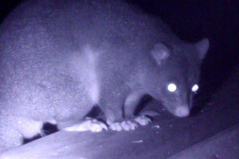 Byron Bay Night Vision Walk - Northern Rivers Accommodation 1