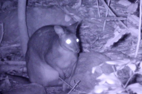 Byron Bay Night Vision Walk - Northern Rivers Accommodation 5
