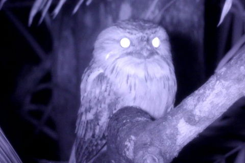 Byron Bay Night Vision Walk - Northern Rivers Accommodation 6