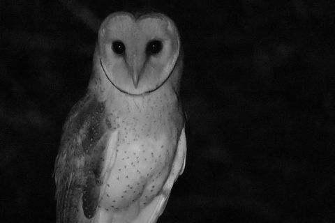 Byron Bay Night Vision Walk - Northern Rivers Accommodation 7