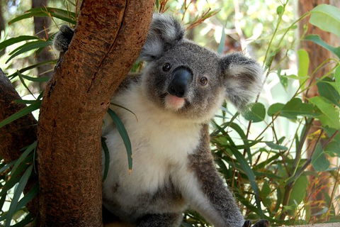Visit Walkabout Wildlife Sanctuary - Northern Rivers Accommodation 7