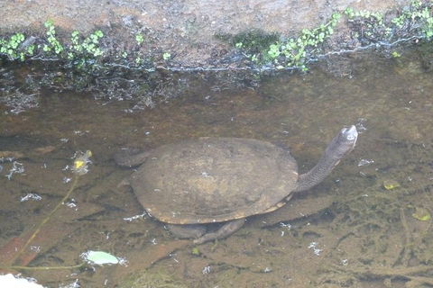 Visit Walkabout Wildlife Sanctuary - Northern Rivers Accommodation 5