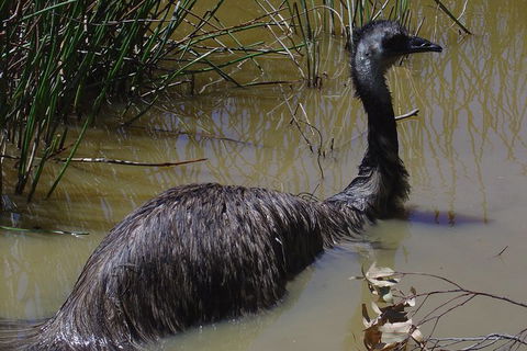 Visit Walkabout Wildlife Sanctuary - Northern Rivers Accommodation 3