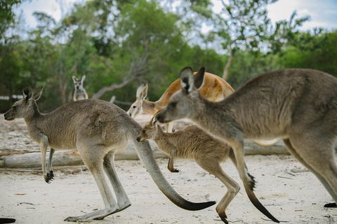 Visit Walkabout Wildlife Sanctuary - Northern Rivers Accommodation 2