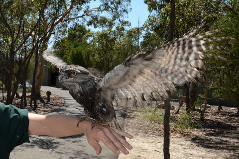 Visit Walkabout Wildlife Sanctuary - Northern Rivers Accommodation 4
