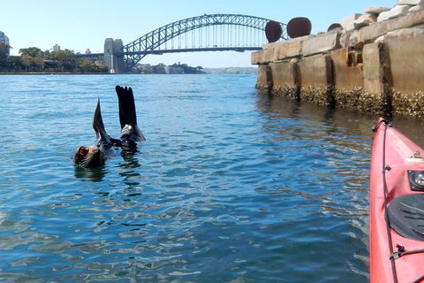 Kayak To Goat Island In Sydney Harbour With Local - Northern Rivers Accommodation 3