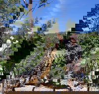 Private Shoalhaven Zoo Experience from Sydney - Northern Rivers Accommodation