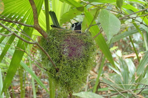 Full Day Sub-Tropical Rainforest Canyoning Adventure From Sydney - Northern Rivers Accommodation 4