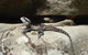 Full Day Sub-Tropical Rainforest Canyoning Adventure From Sydney - thumb 6