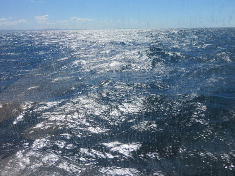 Sydney Whale-Watching Cruise - Northern Rivers Accommodation 5