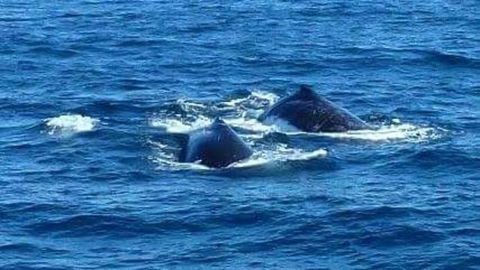 Sydney Whale-Watching Cruise - Northern Rivers Accommodation 2
