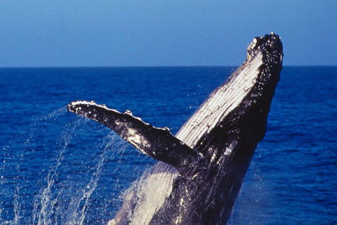 Sydney Whale-Watching Cruise - Northern Rivers Accommodation 0