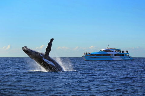 Sydney Whale-Watching Cruise - Northern Rivers Accommodation 8