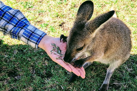 Wildlife Waterfalls And Wine Day Tour From Sydney - Northern Rivers Accommodation 1
