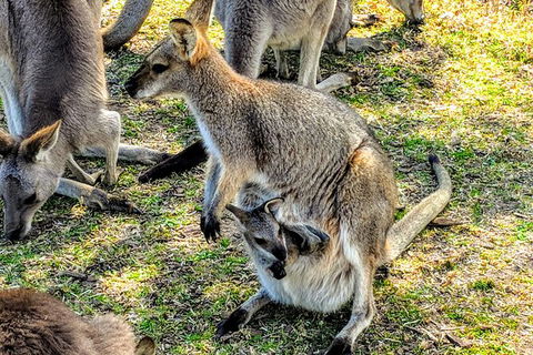 Wildlife Waterfalls And Wine Day Tour From Sydney - Northern Rivers Accommodation 10