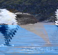 Whale Watching Jervis Bay - Northern Rivers Accommodation