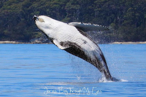 Whale Watching Jervis Bay - Northern Rivers Accommodation 0