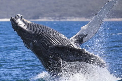 Whale Watching Jervis Bay - Northern Rivers Accommodation 2