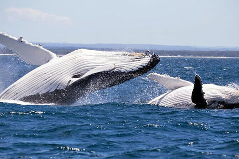 Whale Watching Jervis Bay - Northern Rivers Accommodation 4