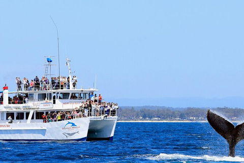 Whale Watching Jervis Bay - Northern Rivers Accommodation 6