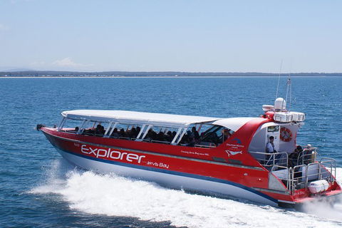 Whale Watching Jervis Bay - Northern Rivers Accommodation 5