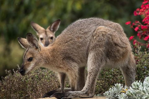 Newcastle And Central Coast Private Shore Excursion | Departs Newcastle Port - Northern Rivers Accommodation 1