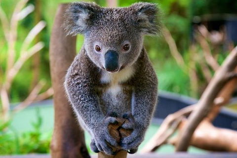 Newcastle And Central Coast Private Shore Excursion | Departs Newcastle Port - Northern Rivers Accommodation 10