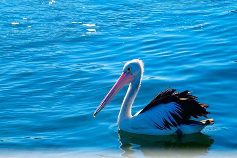 Newcastle And Central Coast Private Shore Excursion | Departs Newcastle Port - Northern Rivers Accommodation 7