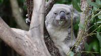 Blue Mountains And Featherdale Wildlife Park Day Tour - Northern Rivers Accommodation 1