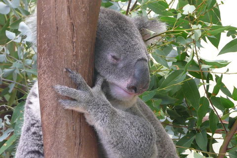 Private Guided Tour From Sydney To Blue Mountains National Park - Northern Rivers Accommodation 1