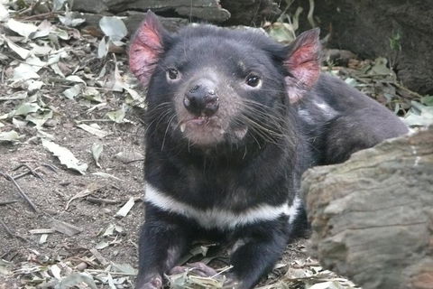 Private Guided Tour From Sydney To Blue Mountains National Park - Northern Rivers Accommodation 5