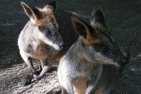 Private Guided Tour From Sydney To Blue Mountains National Park - Northern Rivers Accommodation 9