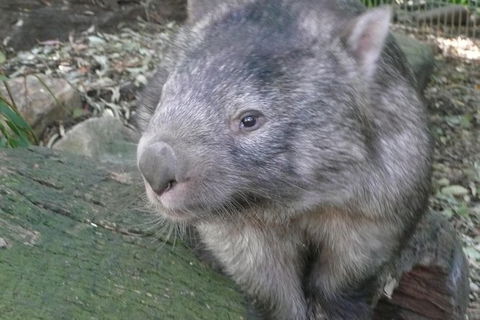 Private Guided Tour From Sydney To Blue Mountains National Park - Northern Rivers Accommodation 8